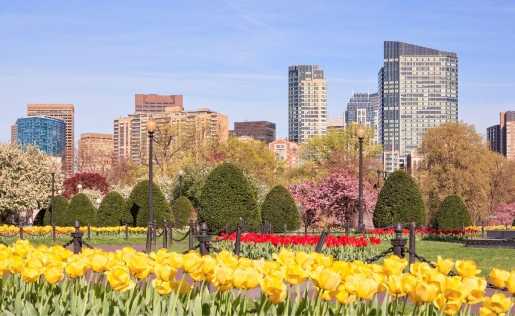 the public garden in Boston with high rises in the background and blue skies, an example of what to do during Boston trips