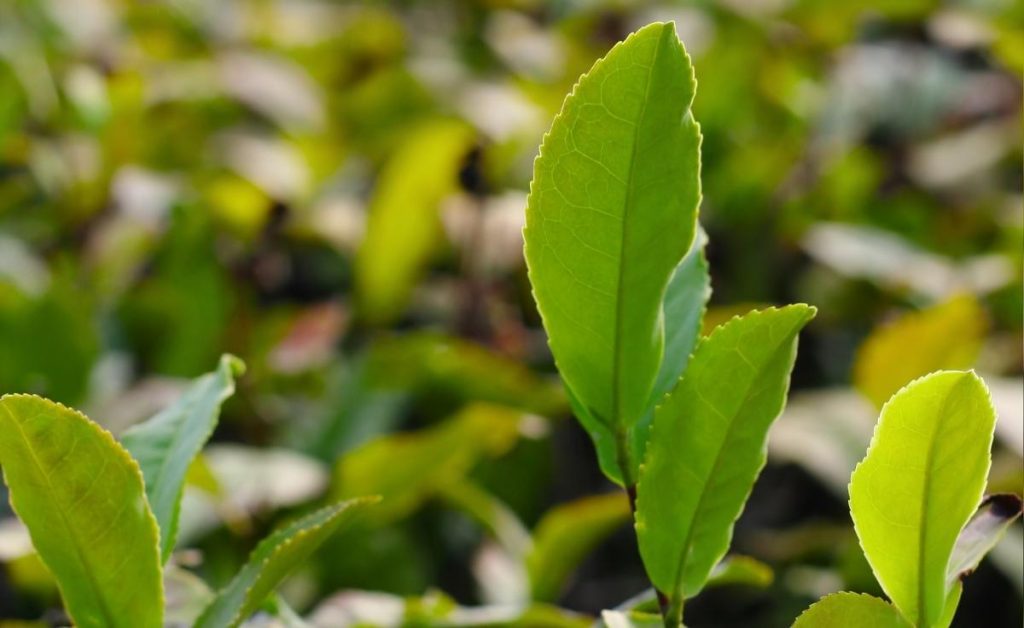 a close of up of the Charleston tea garden tea leaves