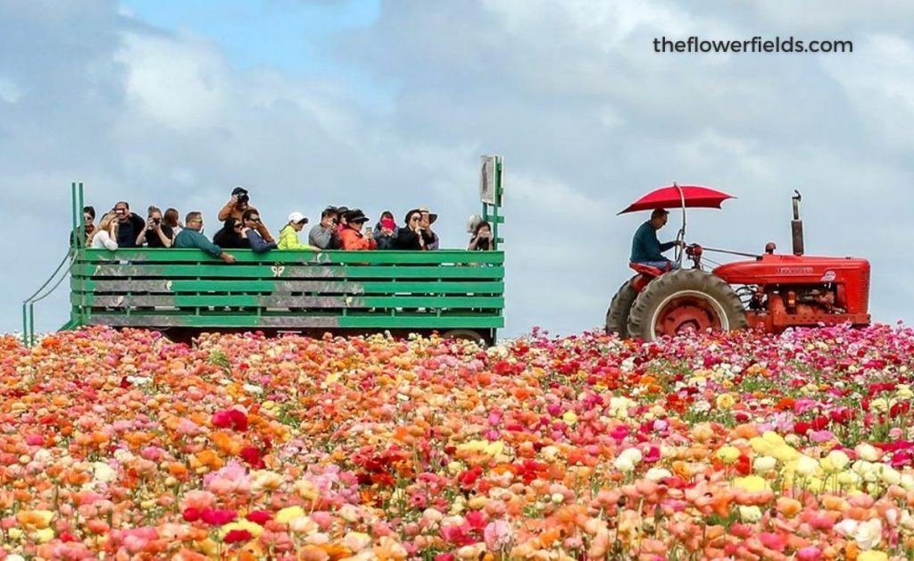 The flower fields at Carlsbad Ranch, people in a flower truck observing the fields, an example of what to do on California trips
