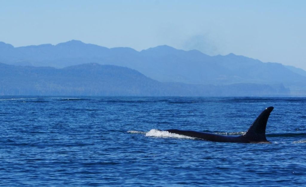 a whale in the water in Victoria Canada