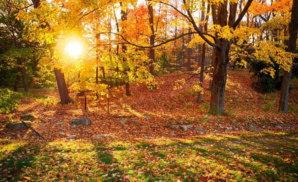 a Boston park in the fall with golden and orange leaves on the ground and sunlight streaming in through the trees, an example of when to plan Boston trips