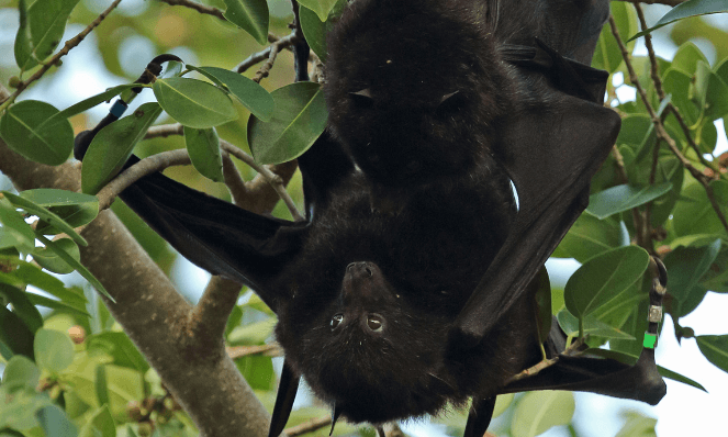 a flying fox hanging upside down in a tree on Christmas Island