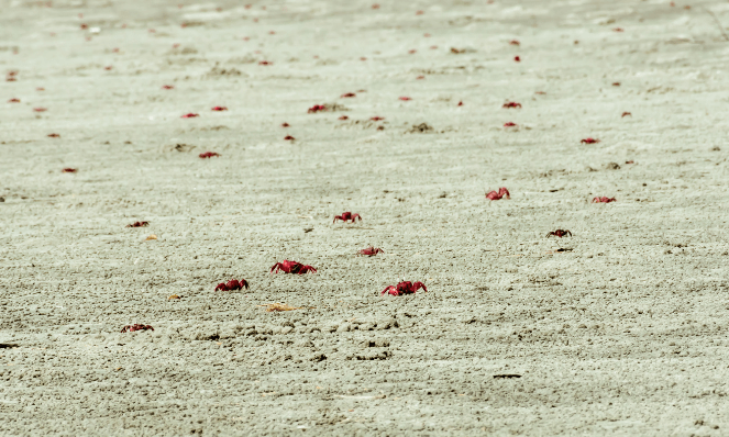 many small red crabs running across the sand during the red crab migration