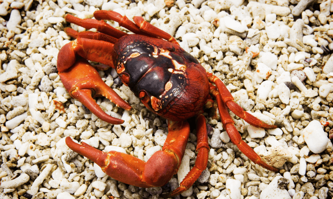 a close-up of a Christmas Island red crab
