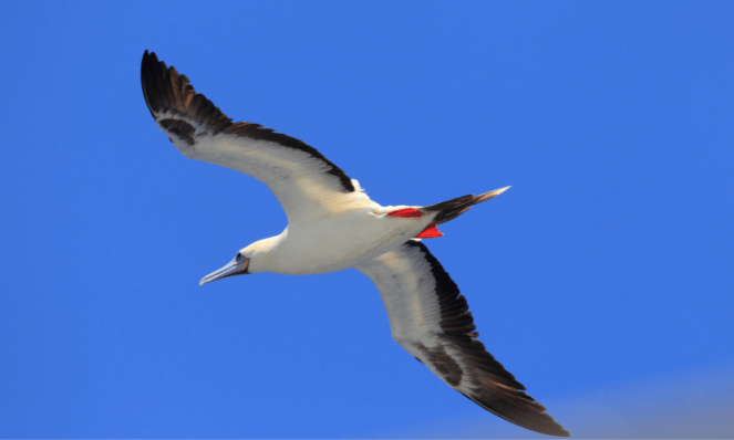 a red footed booby flying high in the air with a blue sky
