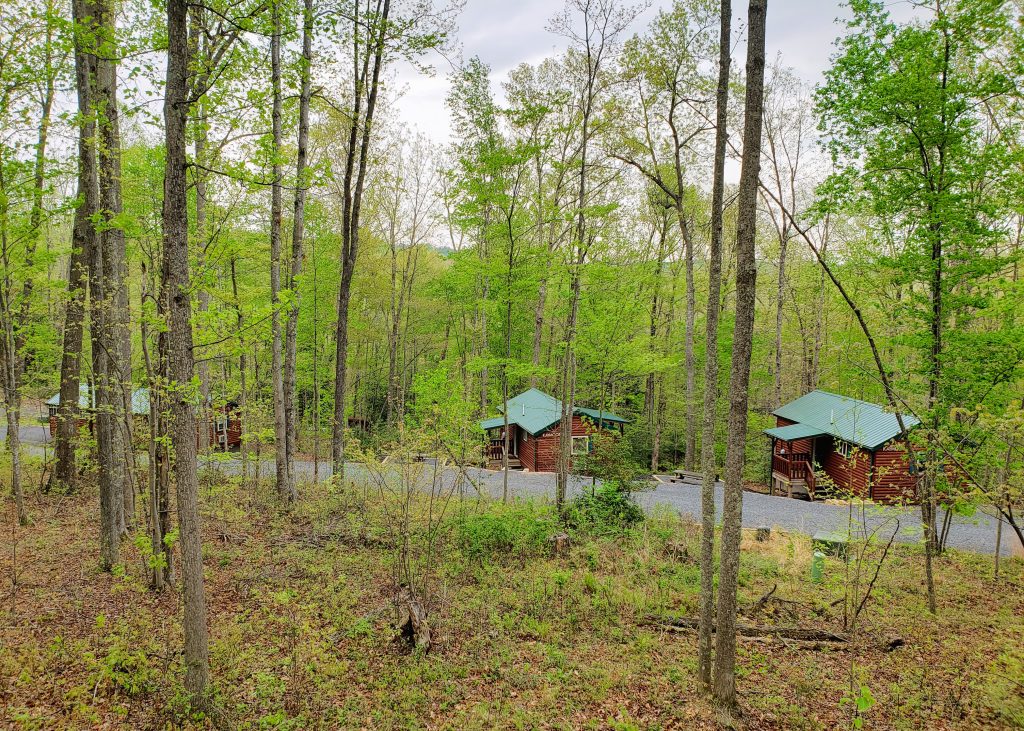 cabins in the forest at Adventures on the Gorge © Jo Clark