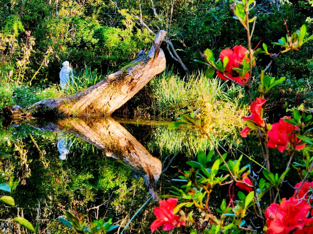 View across Schoolhouse Pond of weathered tree trunk, a white statue, and a turtle. Red flower blooms in foreground. everything reflects in the still water.