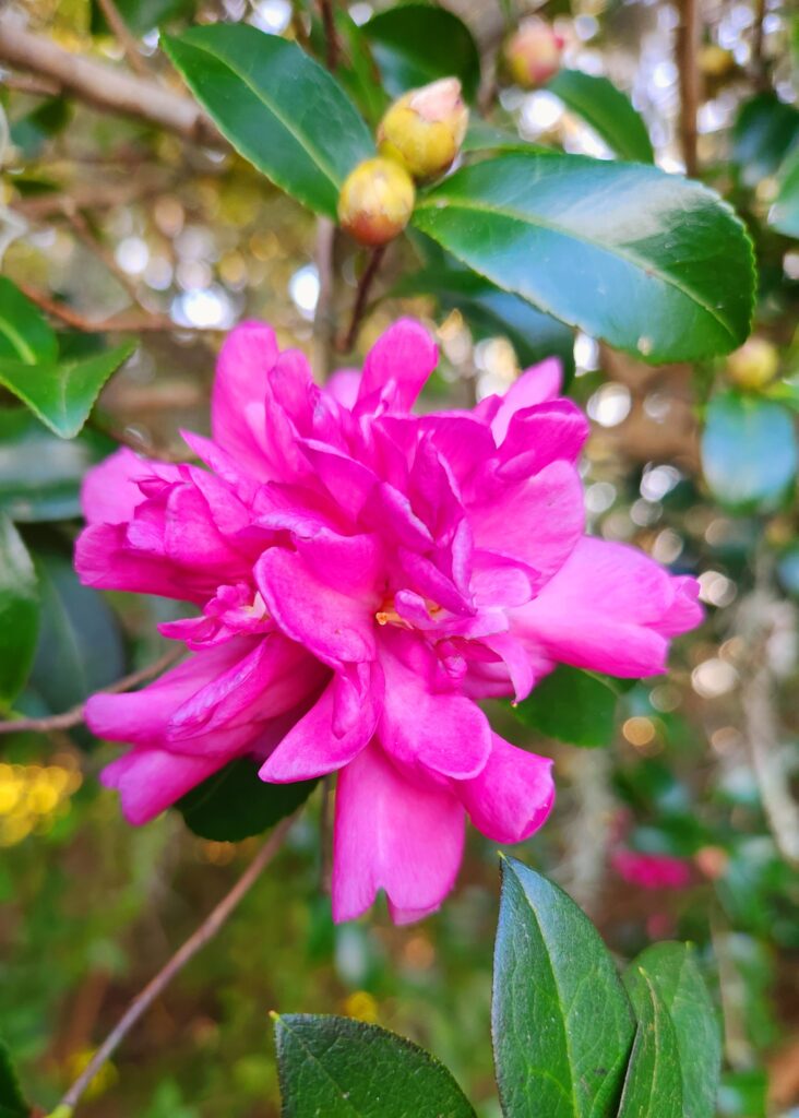 Early Camellia in solid pink