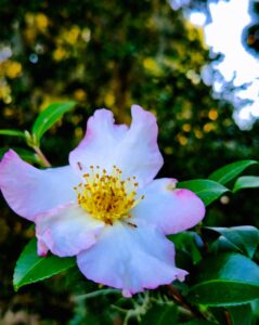 Early white tinged with pink Camellia