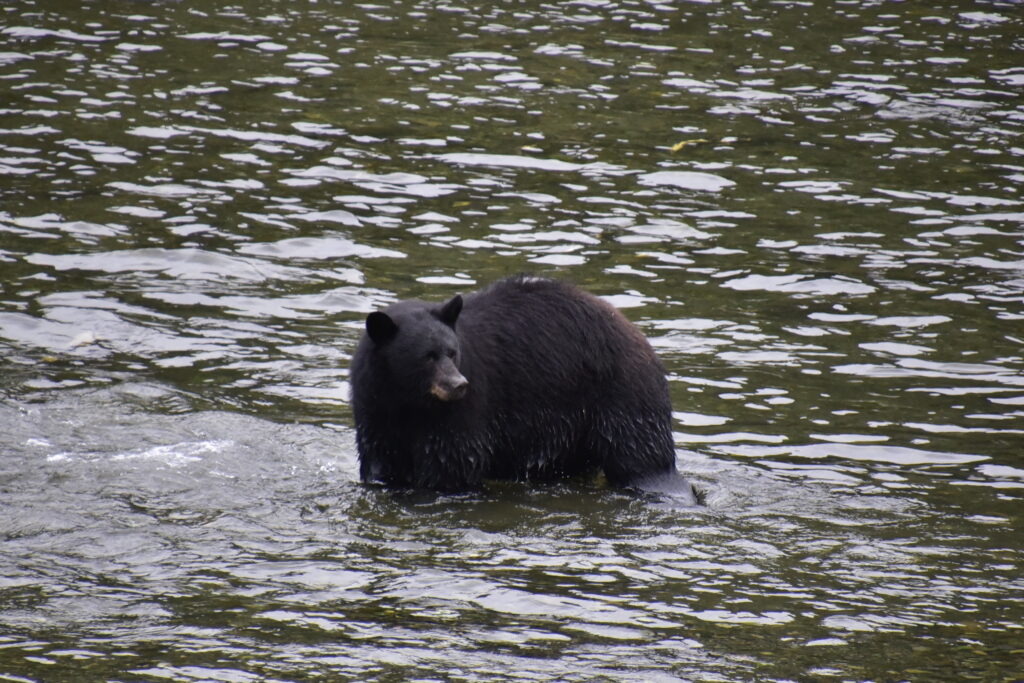 Black Bear fishing for salmon in river