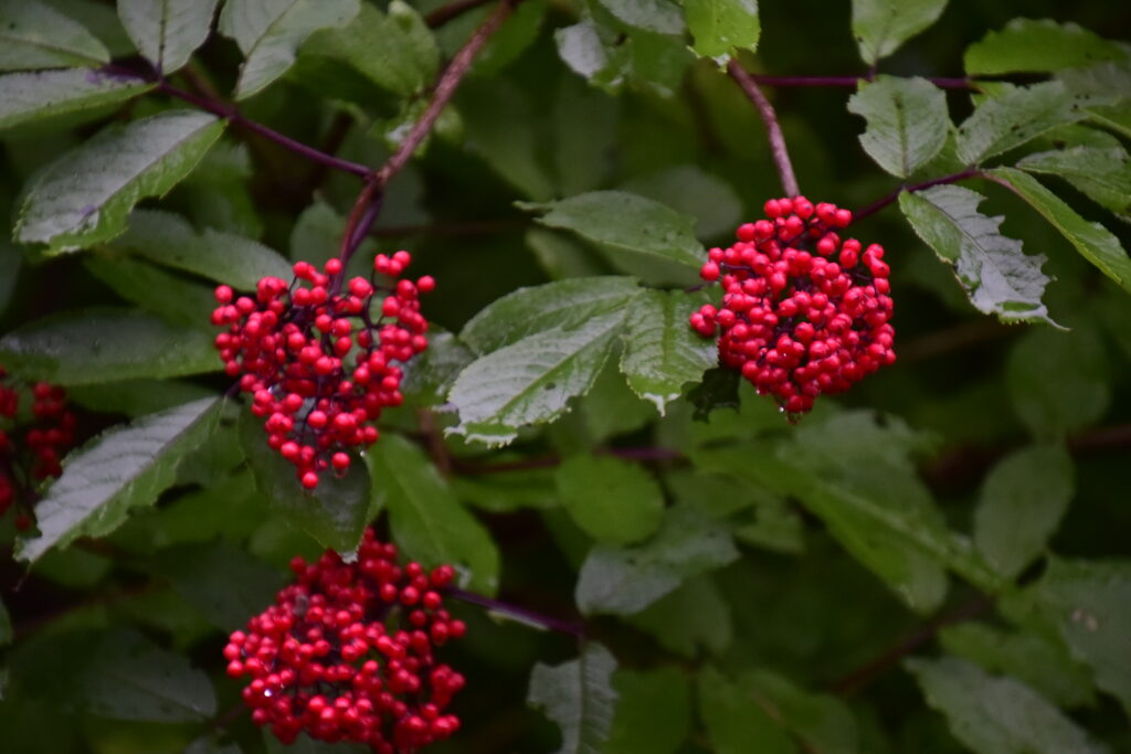 Wild berries