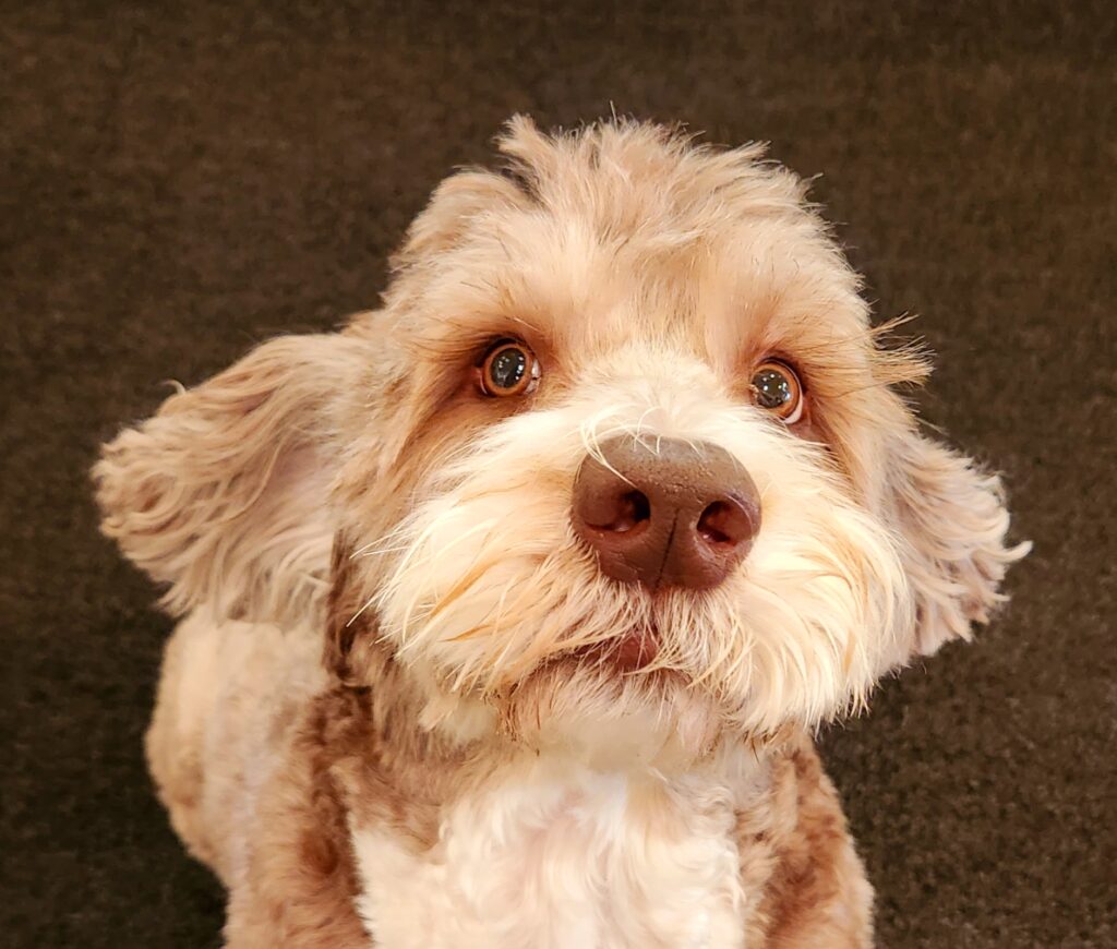 Beautiful dog with light brown eyes looking up at the photographer