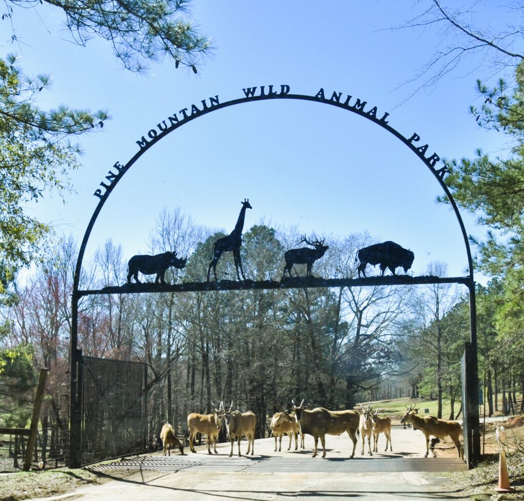 Fancy gate with metal animals across the top arch, and live African animals standing in the road under the sign for the Wild Animal Park