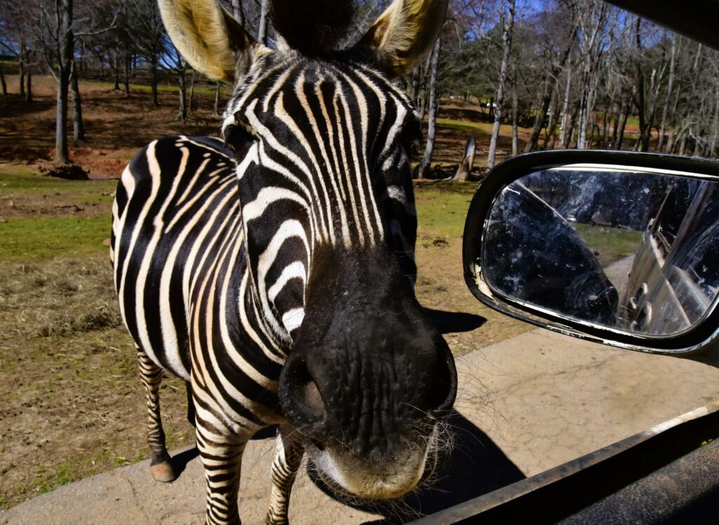 Zebra with head at car window