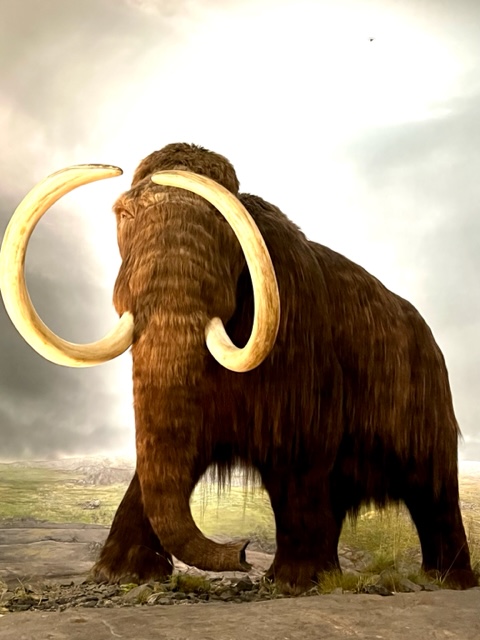 “Woolly” the Woolly Mammoth in the Ice Age display