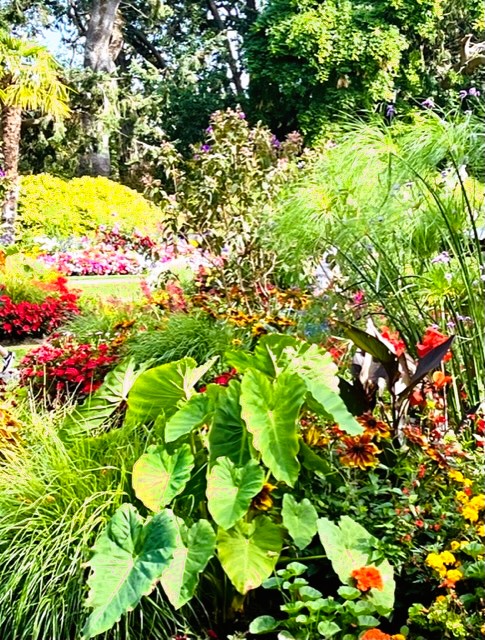 Colorful flowers and green Caladiums at Beacon Hill Park in Victoria