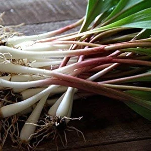 Wild ramps, ready to be chopped for a dish