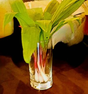 Whole plant photo of ramps in a glass