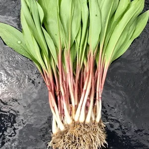 Wild ramps