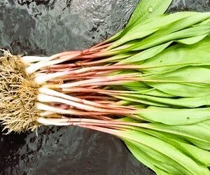 RAMP IT UP!! Best Ways to Eat Ramps – A Unique West Virginia Delicacy