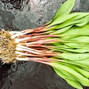 A mess of ramps look like green spring onions but with wide green leaves