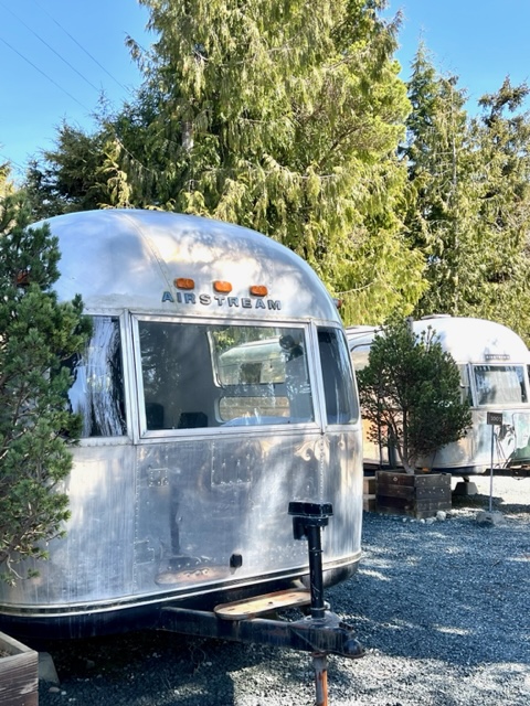 shiny silver Airstream trailers parked between evergreens