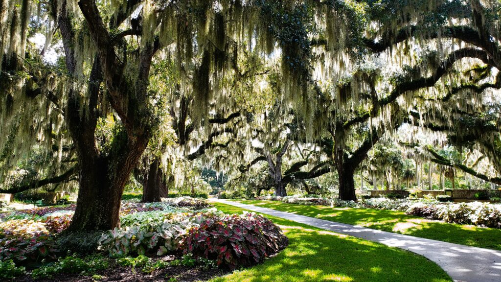 Live Oak trees dripping with Spanish Moss line the path through Oak Allee at the most famous garden in America - Historic Georgetown SC's Brookgreen Gardens