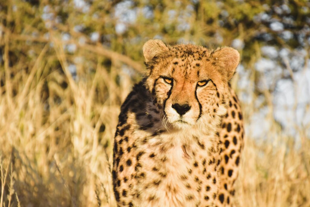 Cheetah in Namibia coming straight toward camera out of tall yellow wild grass.