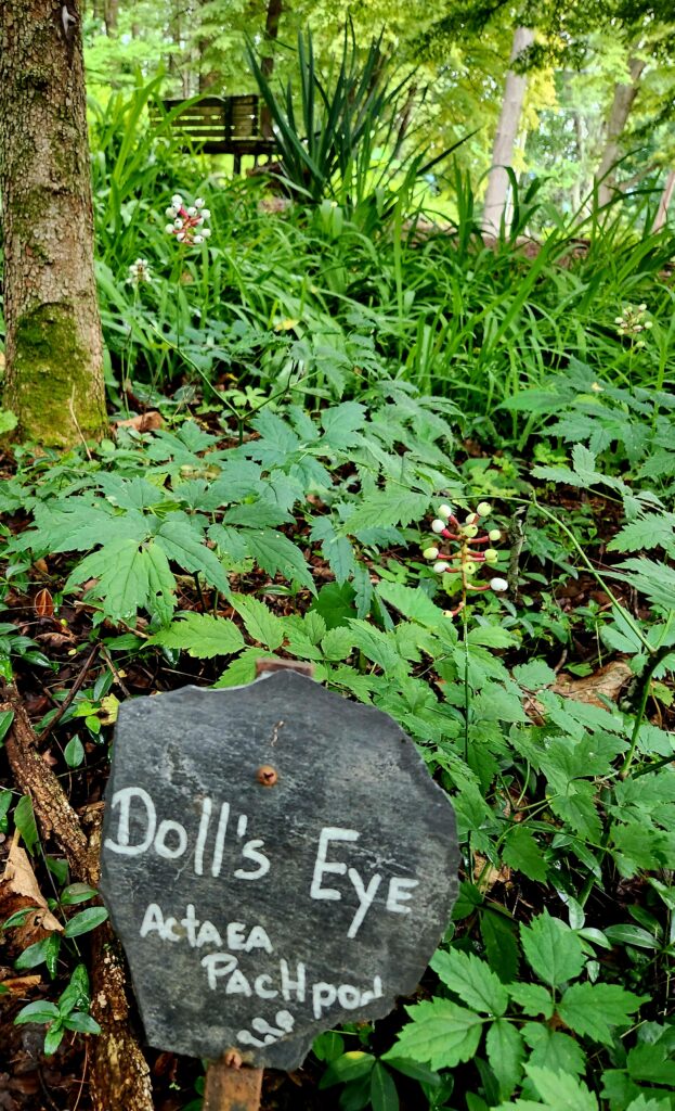 Wild flower, actually called a Doll's Eye growing on Mill Mountain above Roanoke.