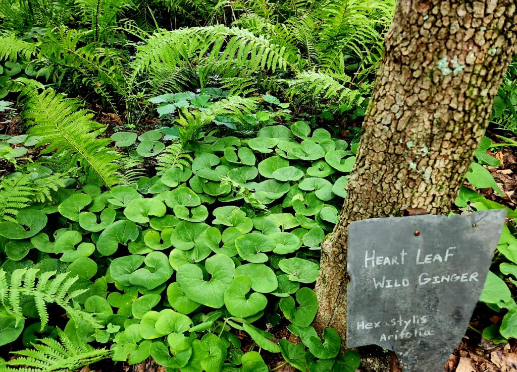 Green ferns and Heart Leaf Wild Ginger growing on Mill Mountain above Roanoke.