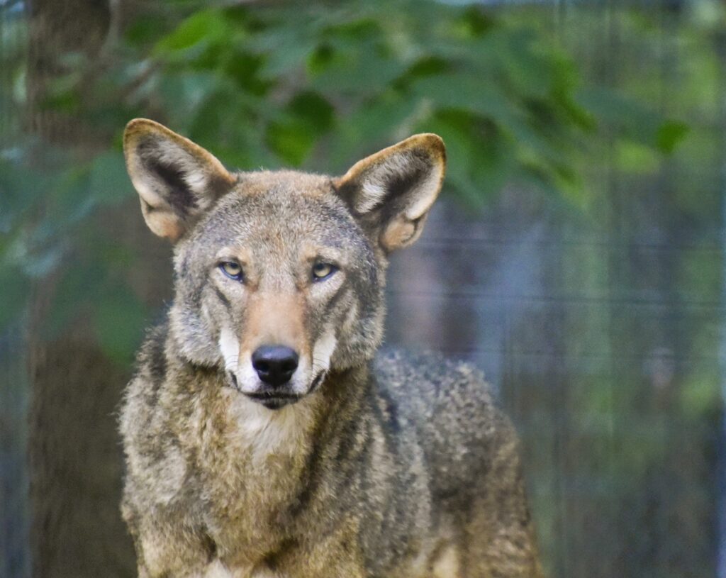 Mill Mountain Zoo above Roanoke, gets a welcomed rain, while the Red Wolf keeps an eye on me.