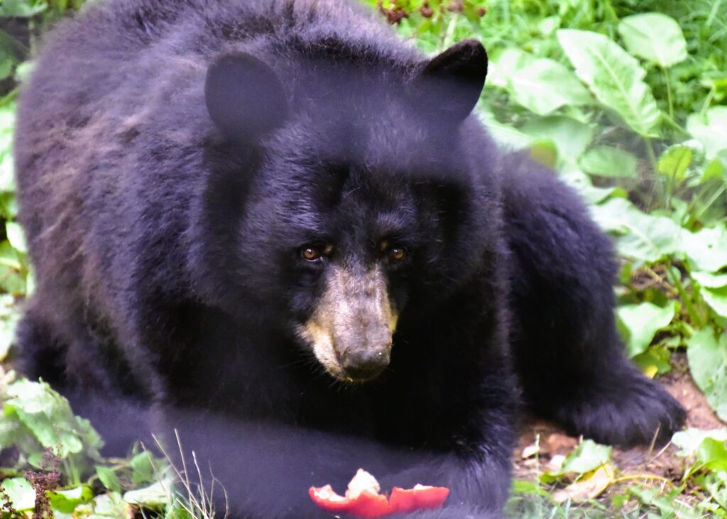 The American Black Bear enjoys an afternoon treat, while he eats a red sweet pepper.