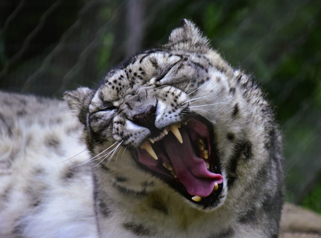 Roanoke's Mill Mountain Zoo gets a welcomed rain, while the Snow Leopard catches a nap. and gives a huge yawn.