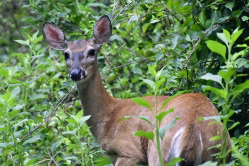 The Blue Ridge Parkway entrance is less than a mile away as I spy this beautiful brown doe grazing.