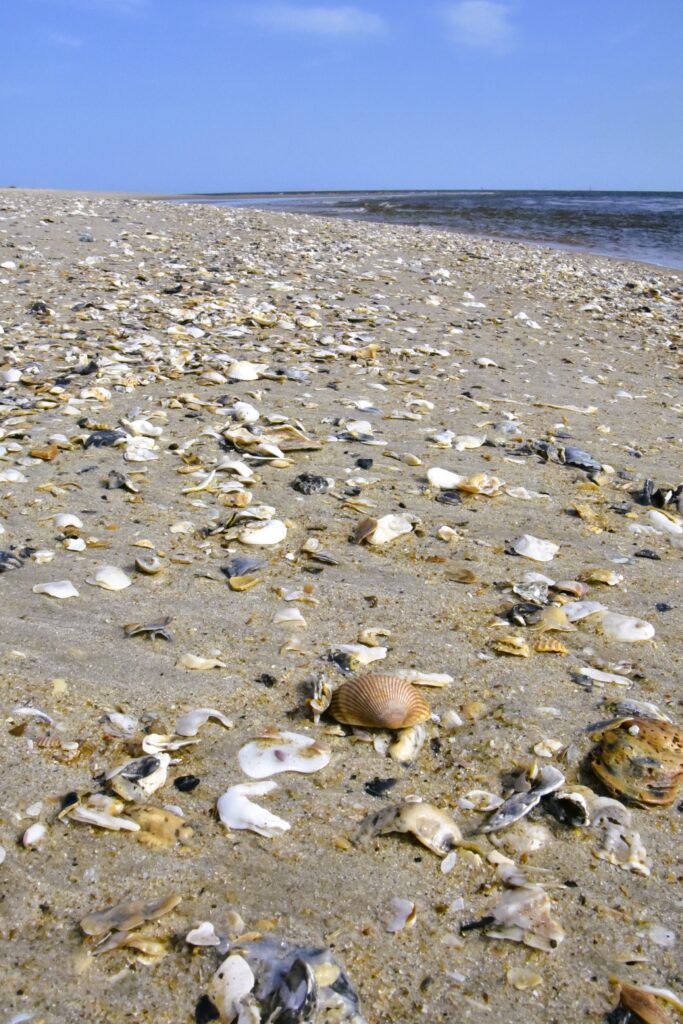Seashell-covered beach, just waiting for shell hunters!