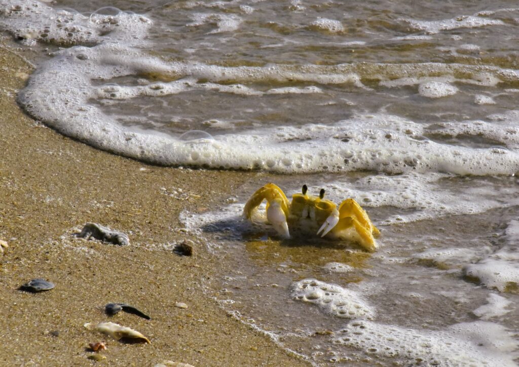 A big-eyed ghost crab in the bubbles from the surf.