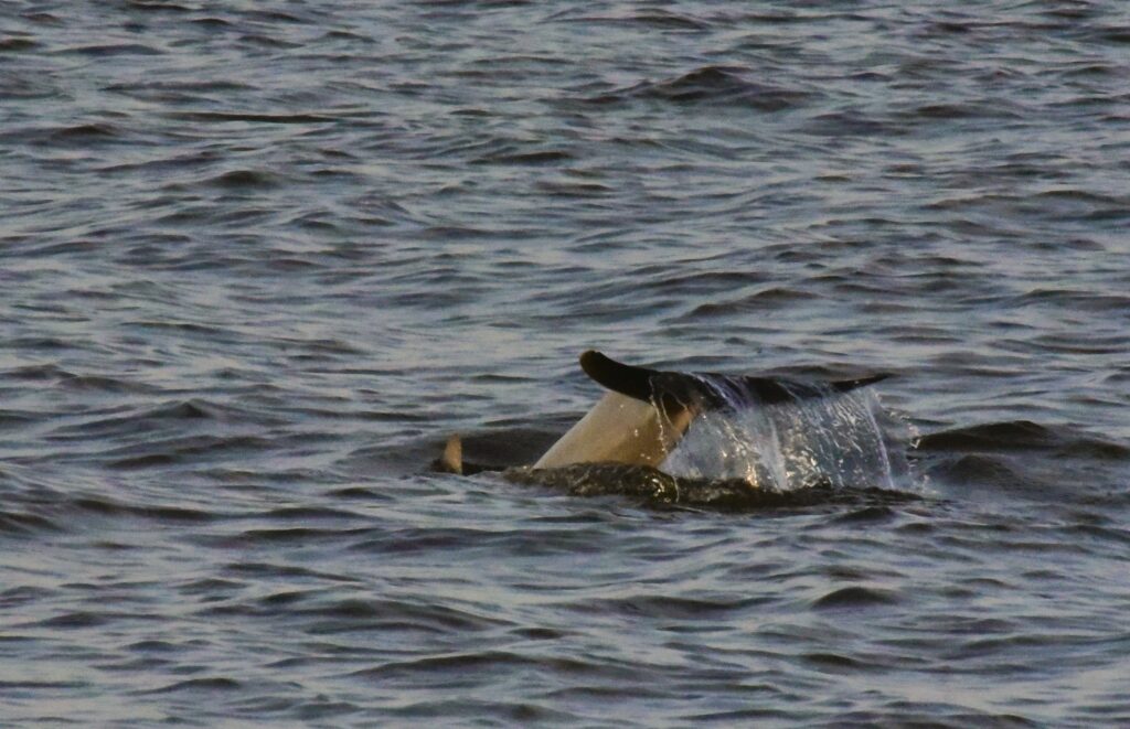 A dolphin disappearing into the ocean, with a splash of his fluke.