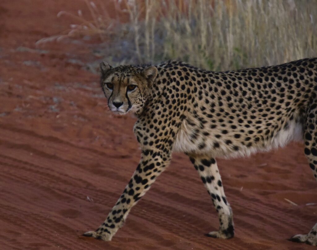 A cheetah walking across a red sand road.