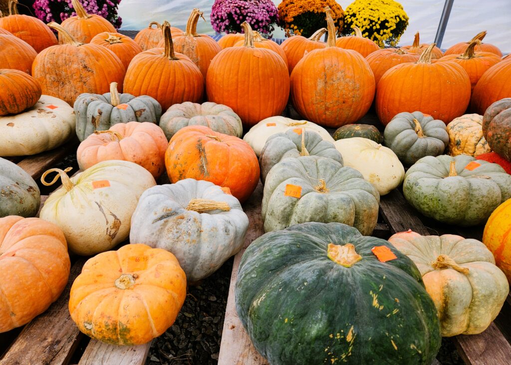 Pumpkins of every kind lined up at Gonzales' Produce stand.