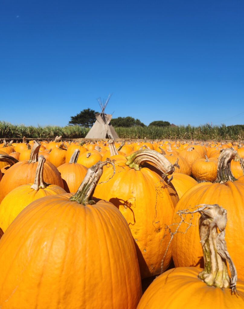 A Half Moon Bay field filled with orange pumpkins and a teepee in the background
