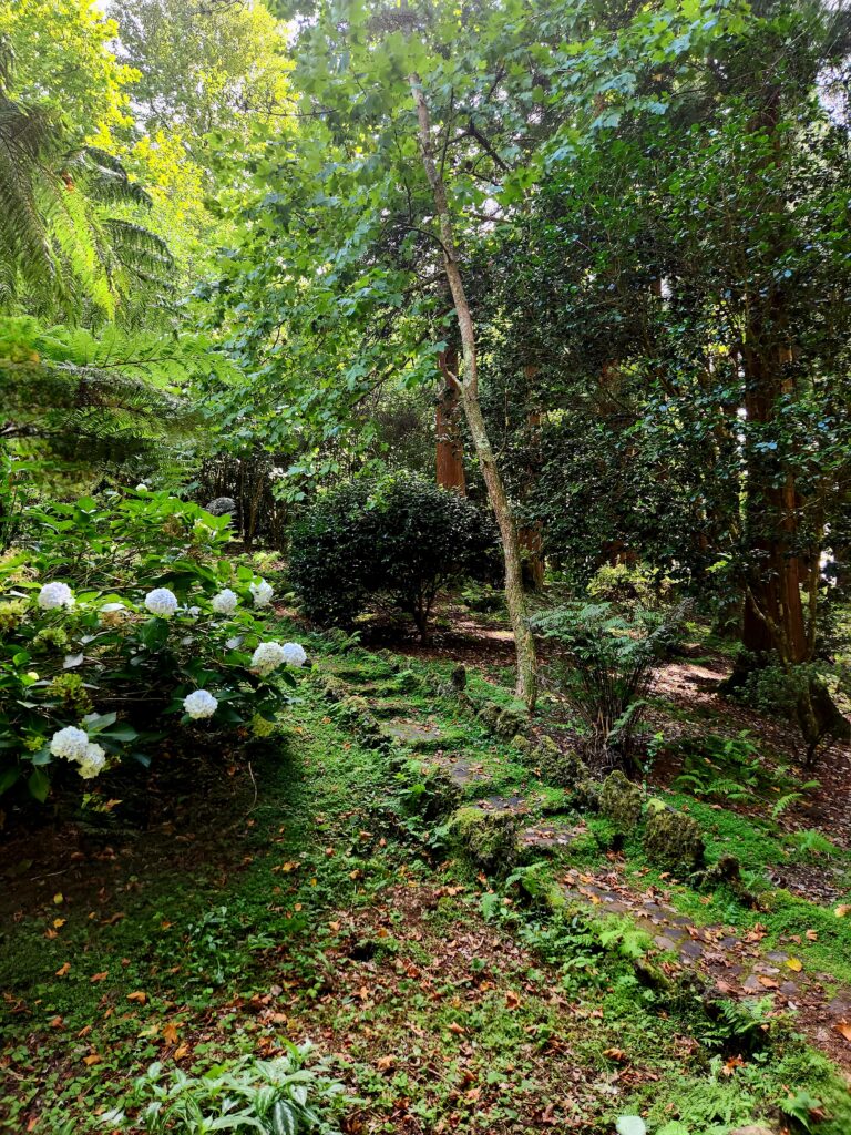 Hydrangeas and the path in Sete Fontes Natural Park