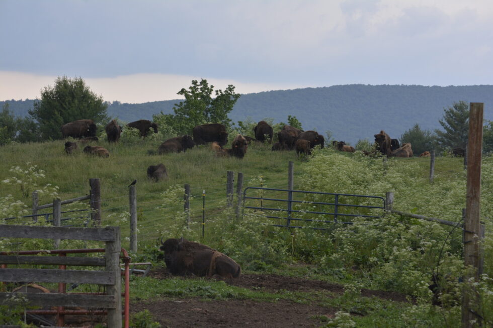 2 Daring Buffalo Gals Out In the Blue Ridge Mountains - Recipes Travel ...