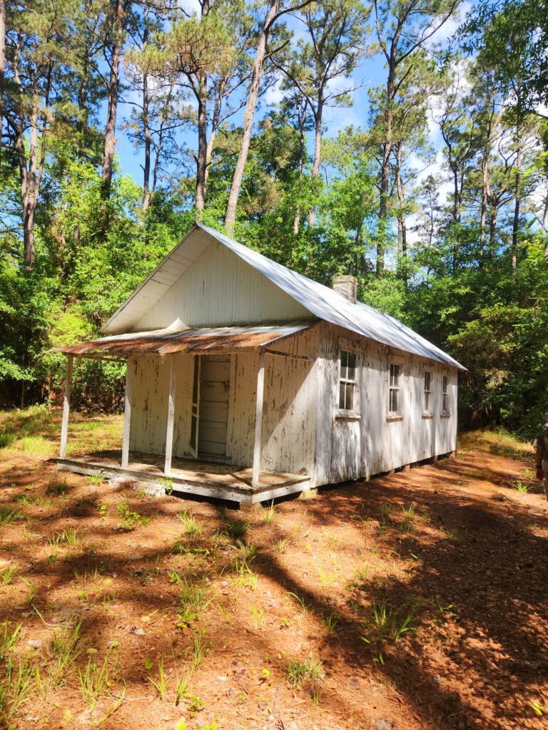 Original cabin in a clearing on Hobcaw, once owned by the Alstons.