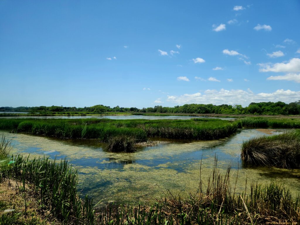 A rice field, slowly being reclaimed by nature. 