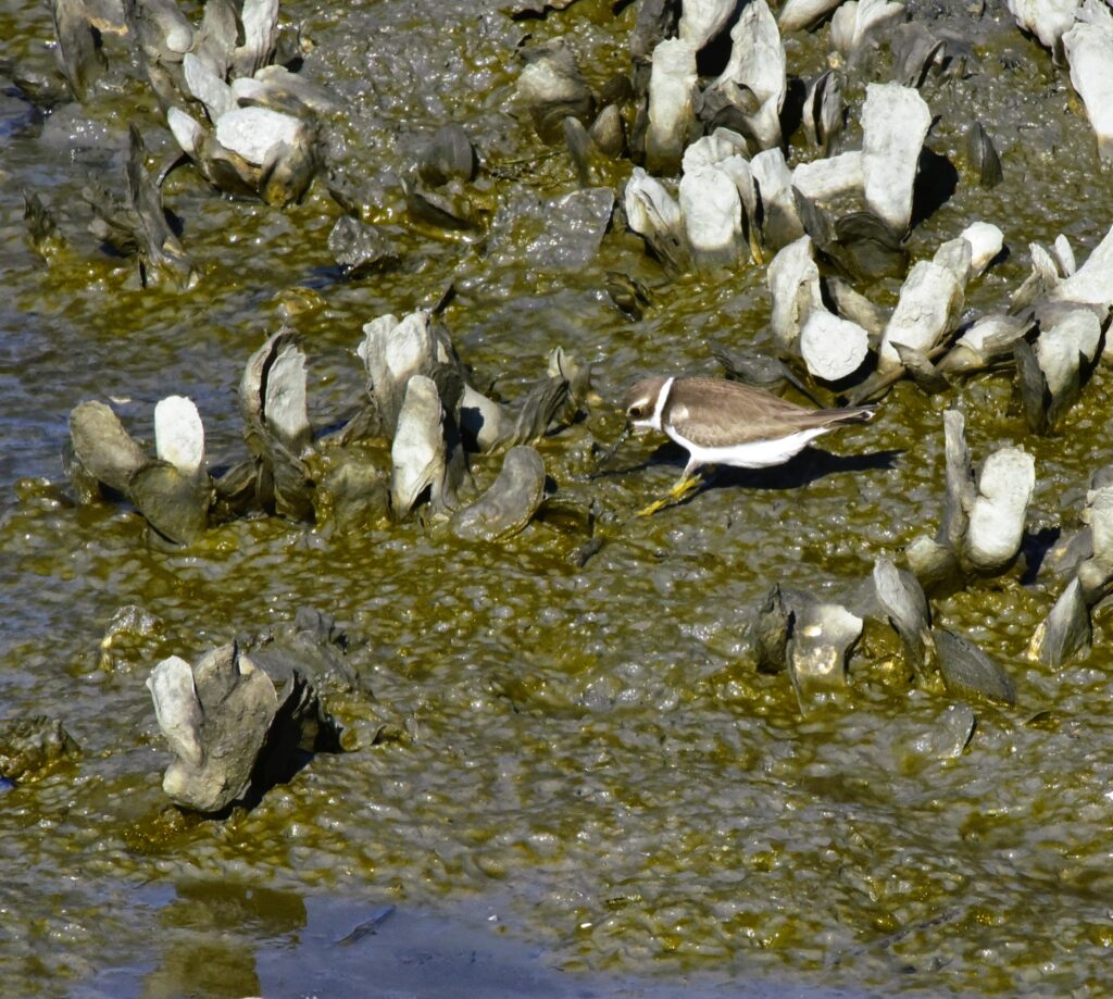 Oysters growing in the marsh, where birds seek out their bounty.