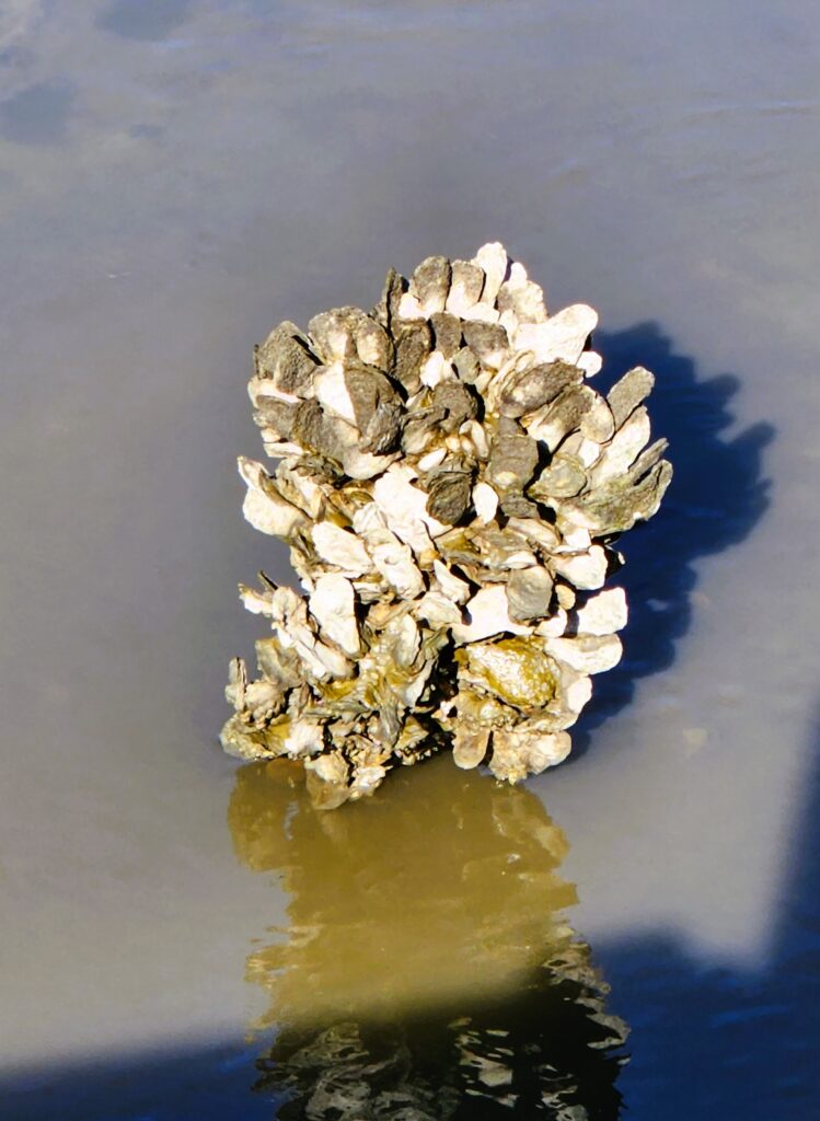 Oysters grow attached to something - even a broken off pillar