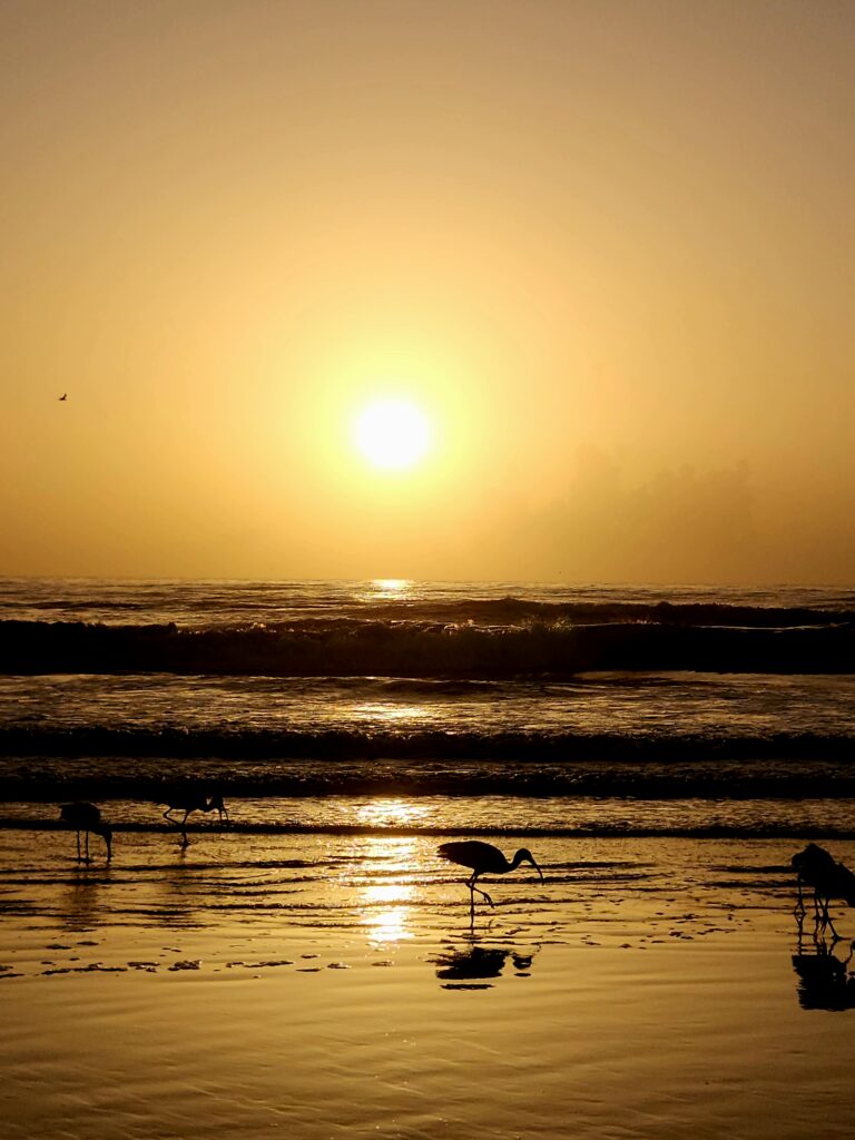 A golden sunrise over the Atlantic Ocean at New Smyrna Beach, Florida, with shore birds looking for clams in the surf.