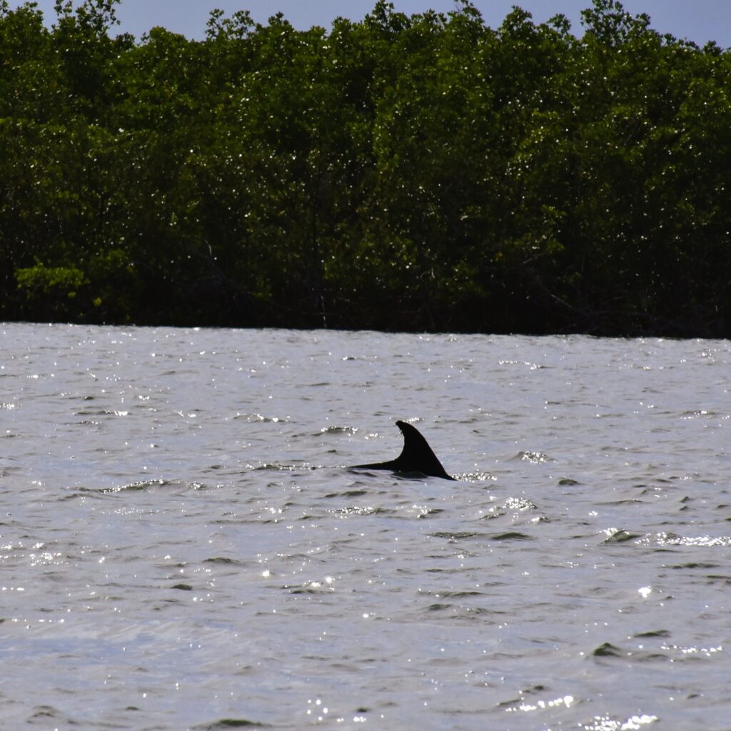 A dolphin fin cuts the water during a nature tour.