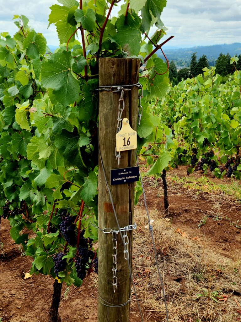 26 Sensational Must-Visit Oregon Wineries in the Willamette Valley 16 Pinot Noir grapes growing in the vineyard