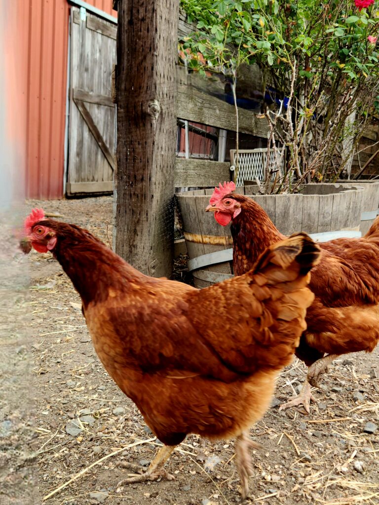 Spend 11 Awesome Days in the Willamette Valley 18 Two chickens greeting me.